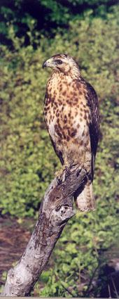 Galapagos Hawk