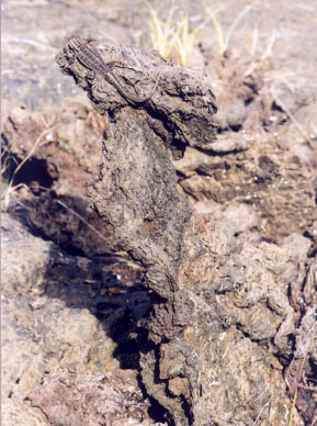 Lava
Lizard in Hiding