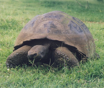 Galapagos Giant Tortoise