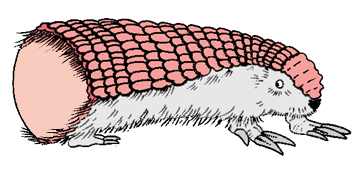 Pink Fairy Armadillo jpg