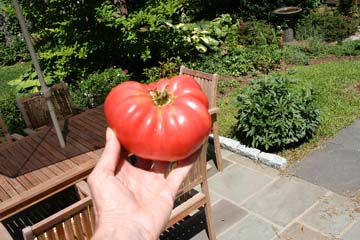 Brandywine tomato jpg