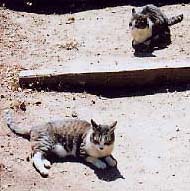 Georgie Gracies' walk jpg