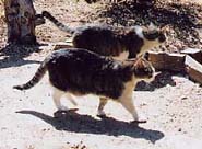 Georgie and Gracie jpeg