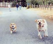 Gus and Jenny run jpeg